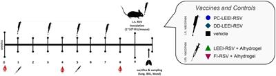 Mucosal immunization with a low-energy electron inactivated respiratory syncytial virus vaccine protects mice without Th2 immune bias